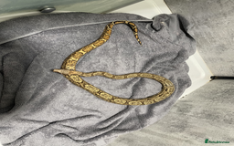 Snake reptiles for sale: Three Snakes + Madagascan Hissing Roaches - Image 11