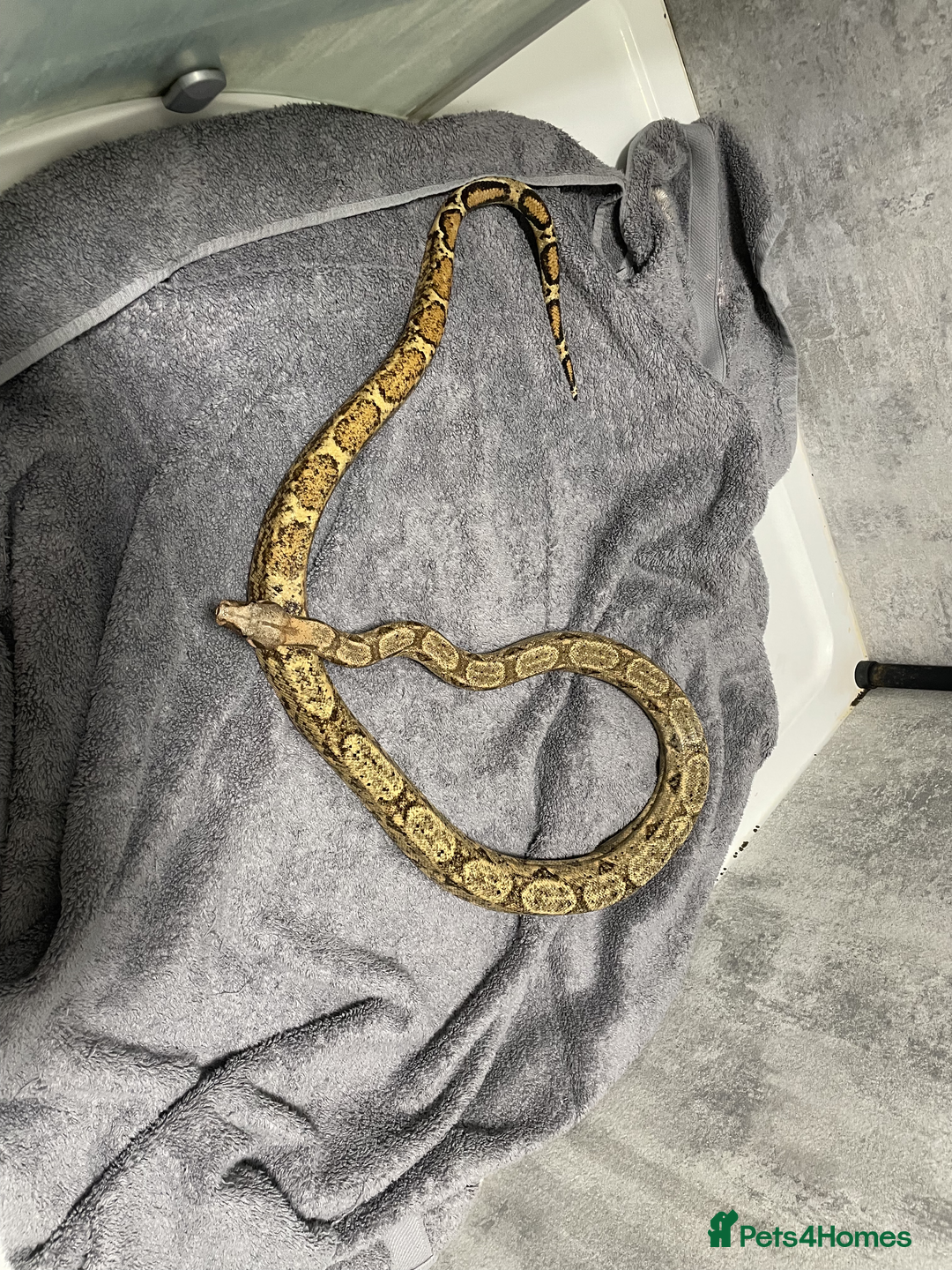 Snake reptiles for sale: Three Snakes + Madagascan Hissing Roaches - Image 11