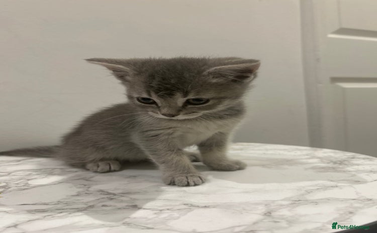 British Shorthair cats - Advert 1