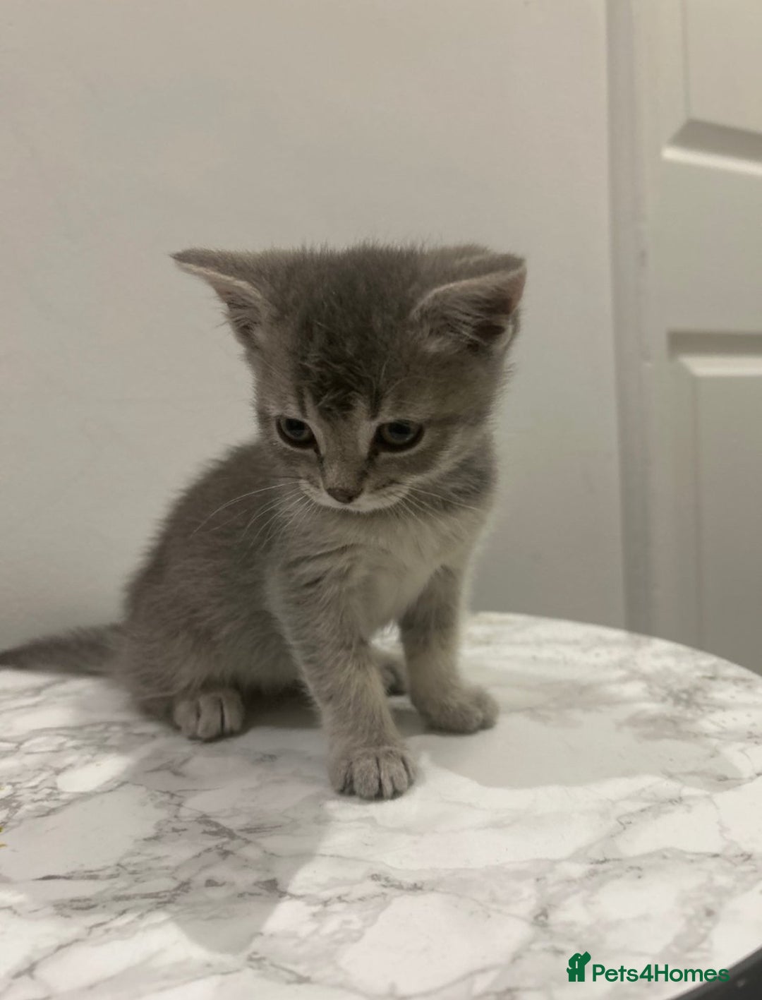 British Shorthair cats for sale: British Shorthair Cross Kitten  - Image 1