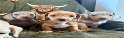 Miniature Dachshund dogs for sale: Beautiful miniature dachshunds  - Advert 4