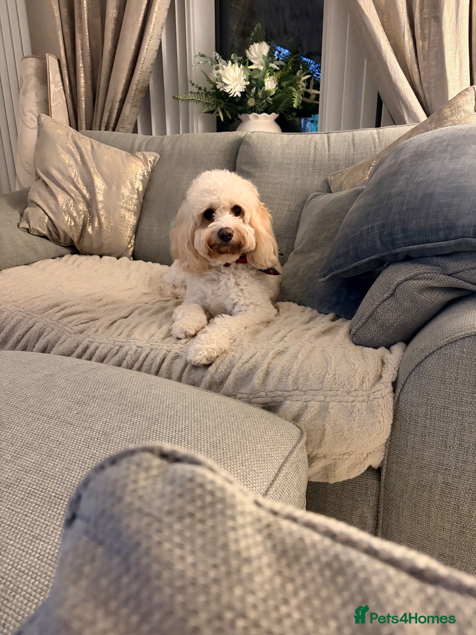 Cavapoo dogs Beautiful Litter of F1b Cavapoo puppies  - Advert 1