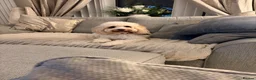 Cavapoo dogs for sale: Beautiful Litter of F1b Cavapoo puppies  - Advert 1