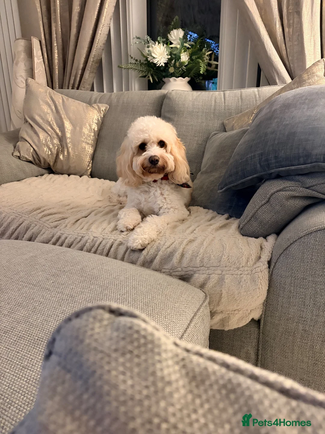 Cavapoo dogs for sale: Beautiful Litter of F1b Cavapoo puppies  - Advert 1
