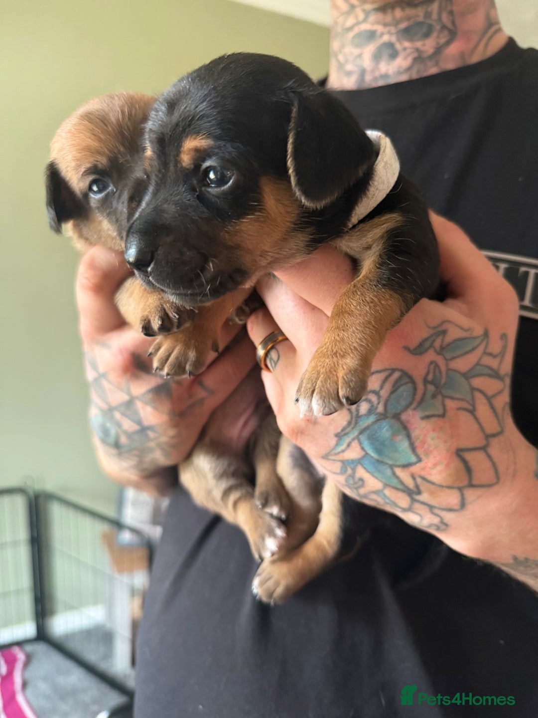 Mixed Breed dogs for sale: 🐾🤎 Adorable Dachshund Cross Puppies  - Image 4