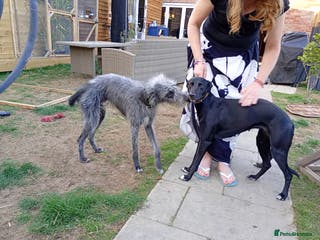 Lurcher dogs Bedlington lurcher puppies - Advert 1