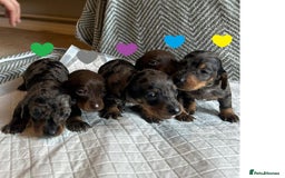 Miniature Dachshund dogs for sale: Miniature Dachshund Puppies for Sale - Image 7