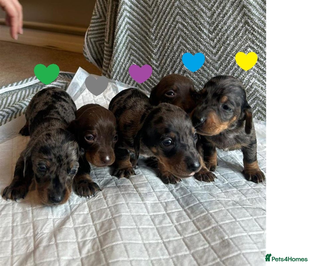 Miniature Dachshund dogs for sale: Miniature Dachshund Puppies for Sale - Image 7