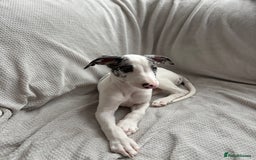 Mixed Breed dogs for sale: Collie Whippet Greyhound  - Image 4