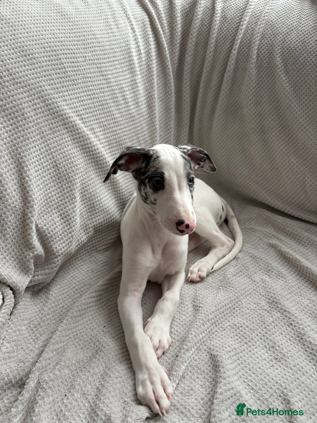 Mixed Breed dogs for sale: Collie Whippet Greyhound  - Image 4