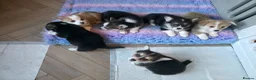 Welsh Corgi Pembroke dogs for sale: Stunning purebred Pembrokeshire corgi pups - Advert 12
