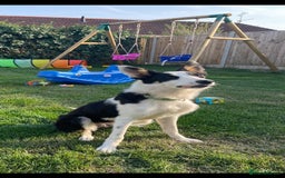 Border Collie dogs for sale: 8 month old border collie - Female - Image 3