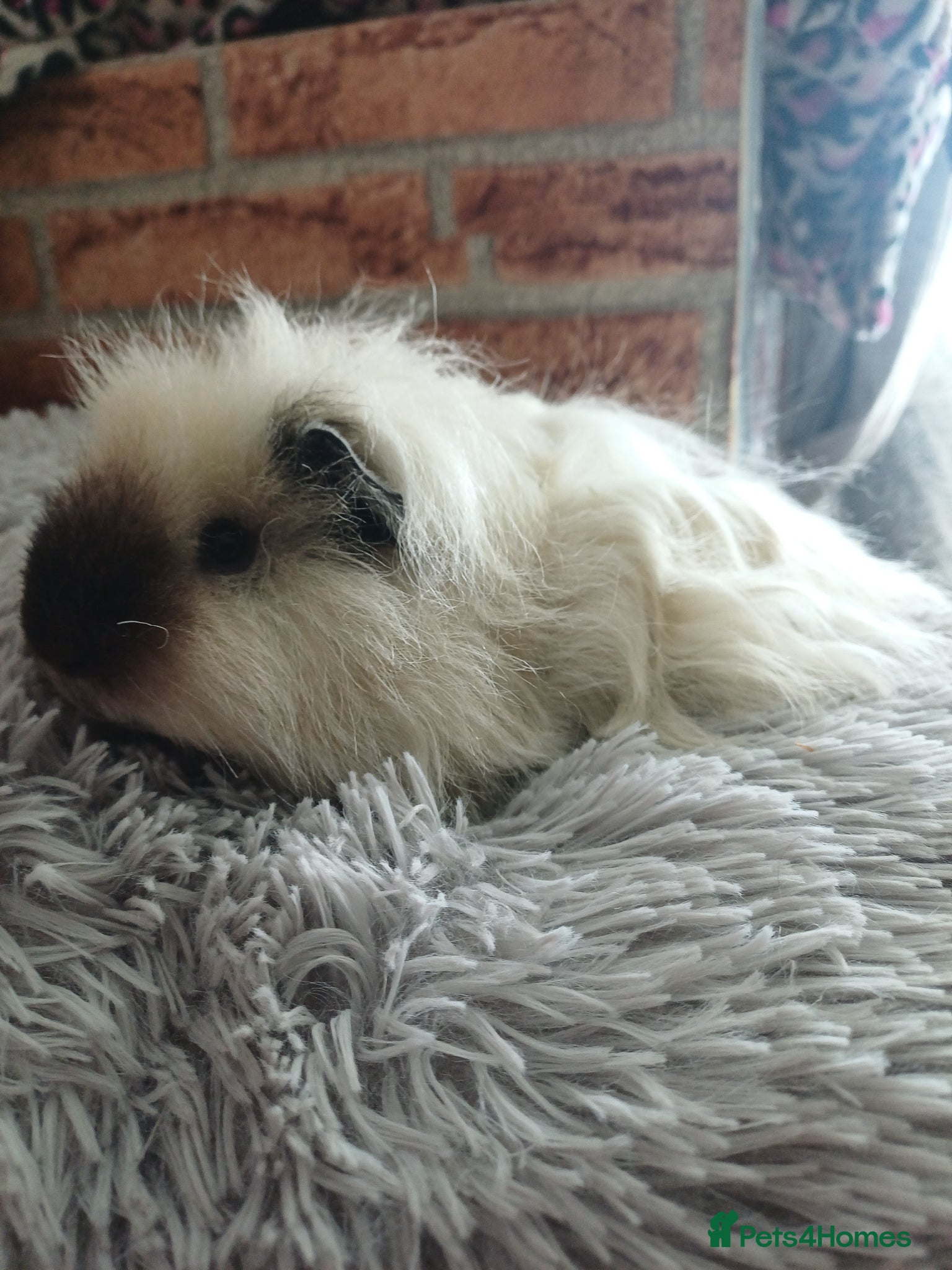 Guinea Pig rodents Longhaired and skinny pigs available  - Advert 1