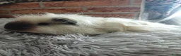 Guinea Pig rodents for sale: Longhaired and skinny pigs available  - Advert 1