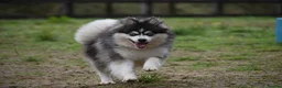 Pomsky dogs for stud: Blue & White Blue eyed Pomsky available for stud - Advert 2