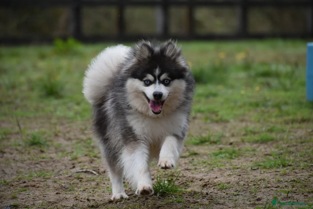Pomsky dogs for stud: Blue & White Blue eyed Pomsky available for stud - Advert 2