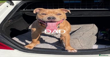 Staffordshire Bull Terrier dogs - Advert 5