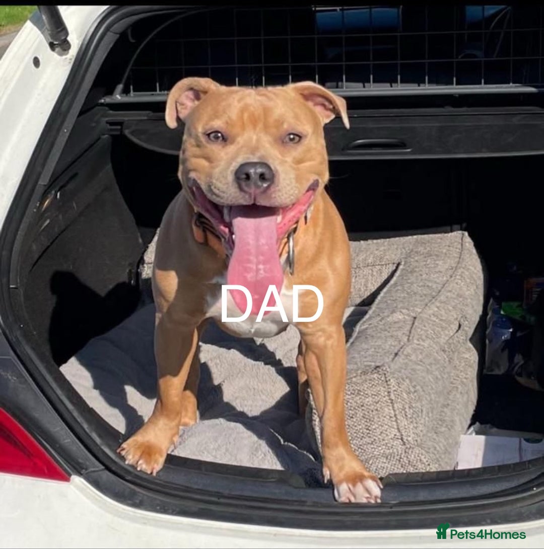 Staffordshire Bull Terrier dogs for sale: KC REG STAFFORDSHIRE BULL TERRIER PUPS - Image 2
