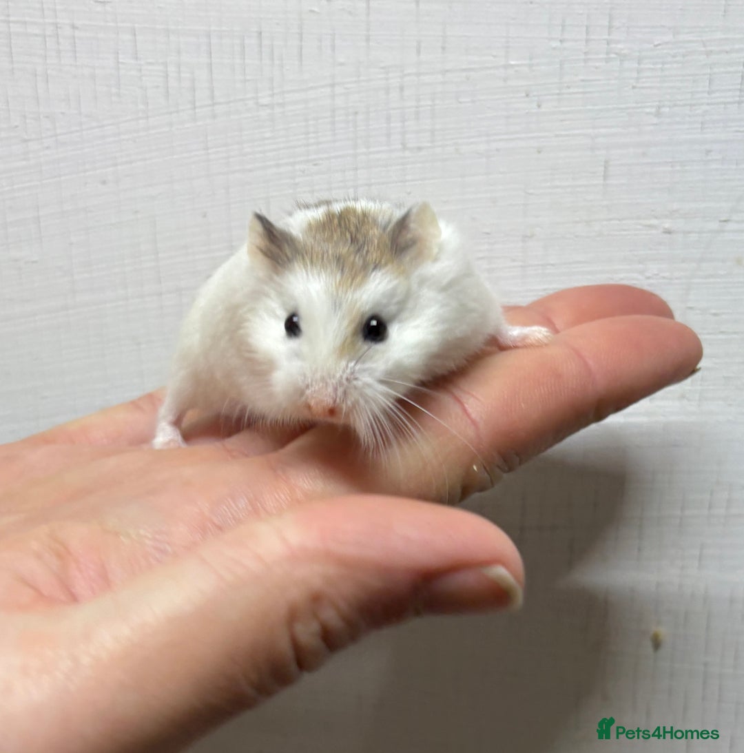 Hamster rodents for sale: Dwarf robrovski hamster babies  - Image 20