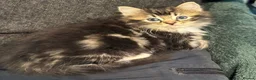 Ragdoll cats for sale: 75% Fabulously “Ragdoll” kittens  - Advert 9