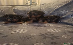 Yorkshire Terrier dogs for sale: Miniature Yorkshire Terrier pups - Image 12