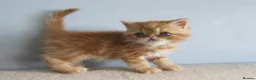 Exotic cats for sale: Lovely exotic kittens - Advert 19