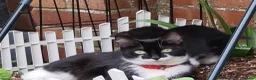 Mixed Breed cats for sale: Kittens  - Advert 1