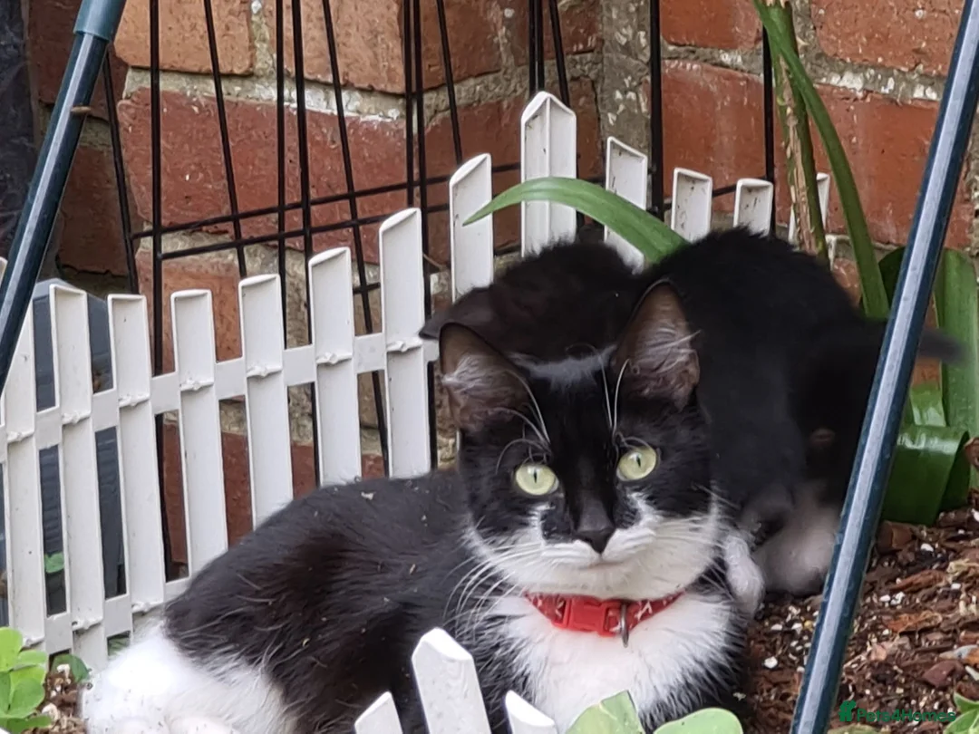 Mixed Breed cats for sale: Kittens  - Advert 1