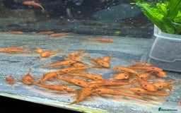 Plecos fish for sale: Super red bristle nose plecos  - Image 2
