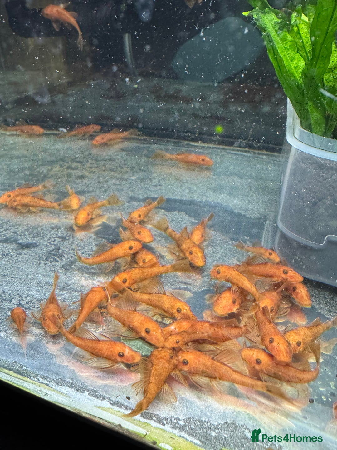 Plecos fish for sale: Super red bristle nose plecos  - Image 2