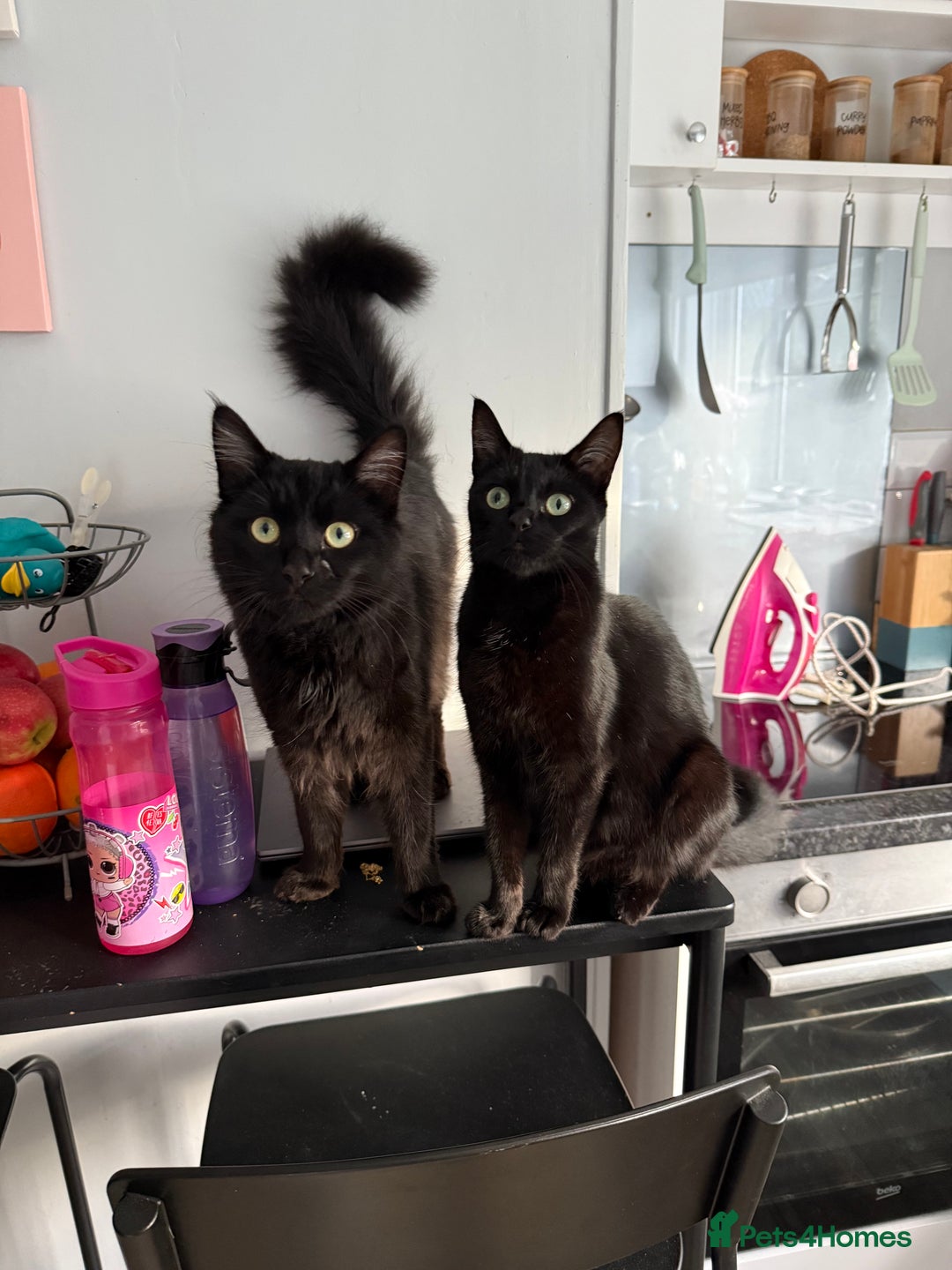 British Longhair cats for sale: Wonderful litter of black kittens. - Image 7