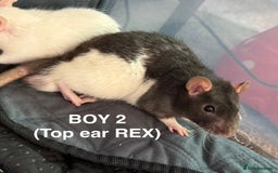 Rat rodents for sale: Baby Rats - Dumbo & Rex  - Image 7