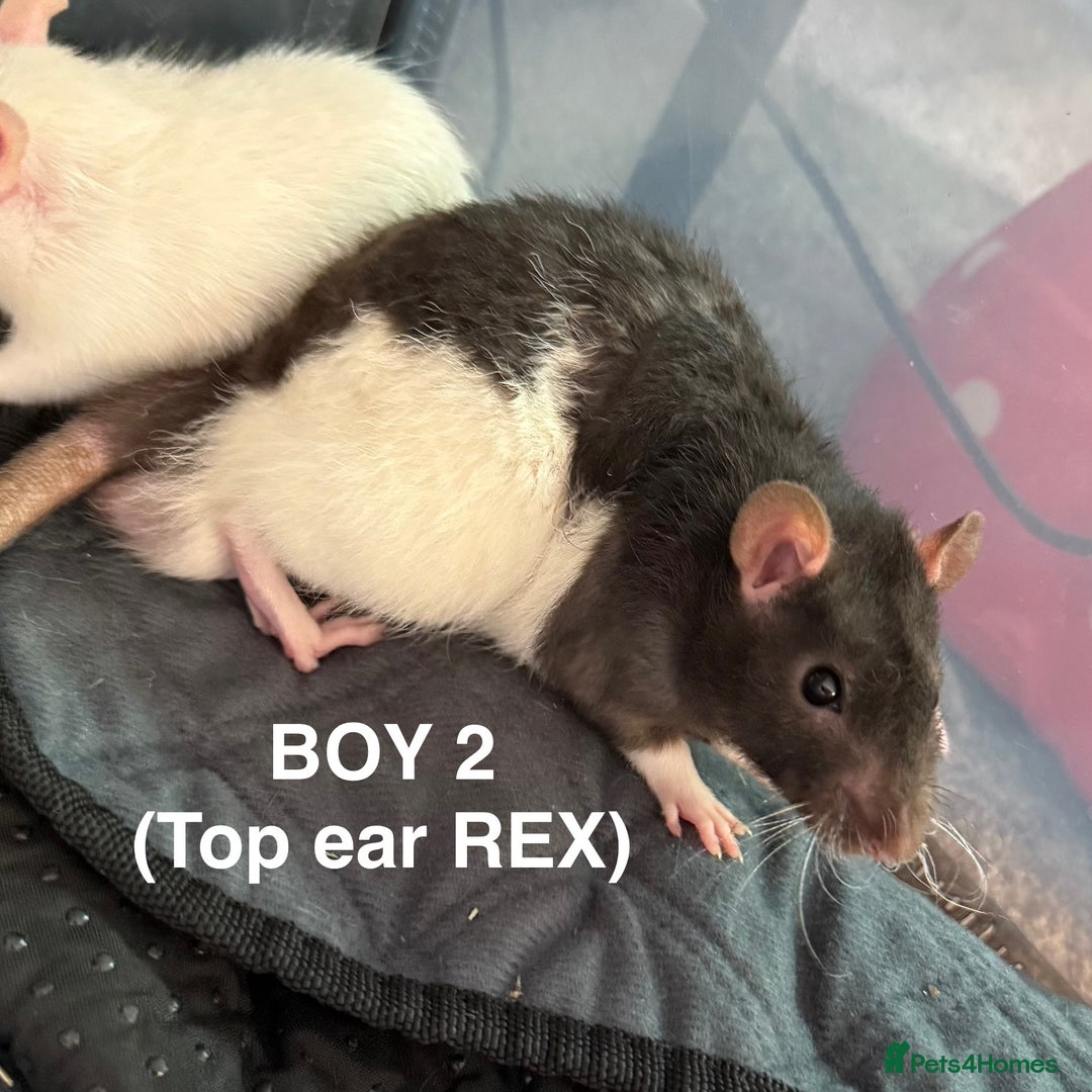 Rat rodents for sale: Baby Rats - Dumbo & Rex  - Image 7
