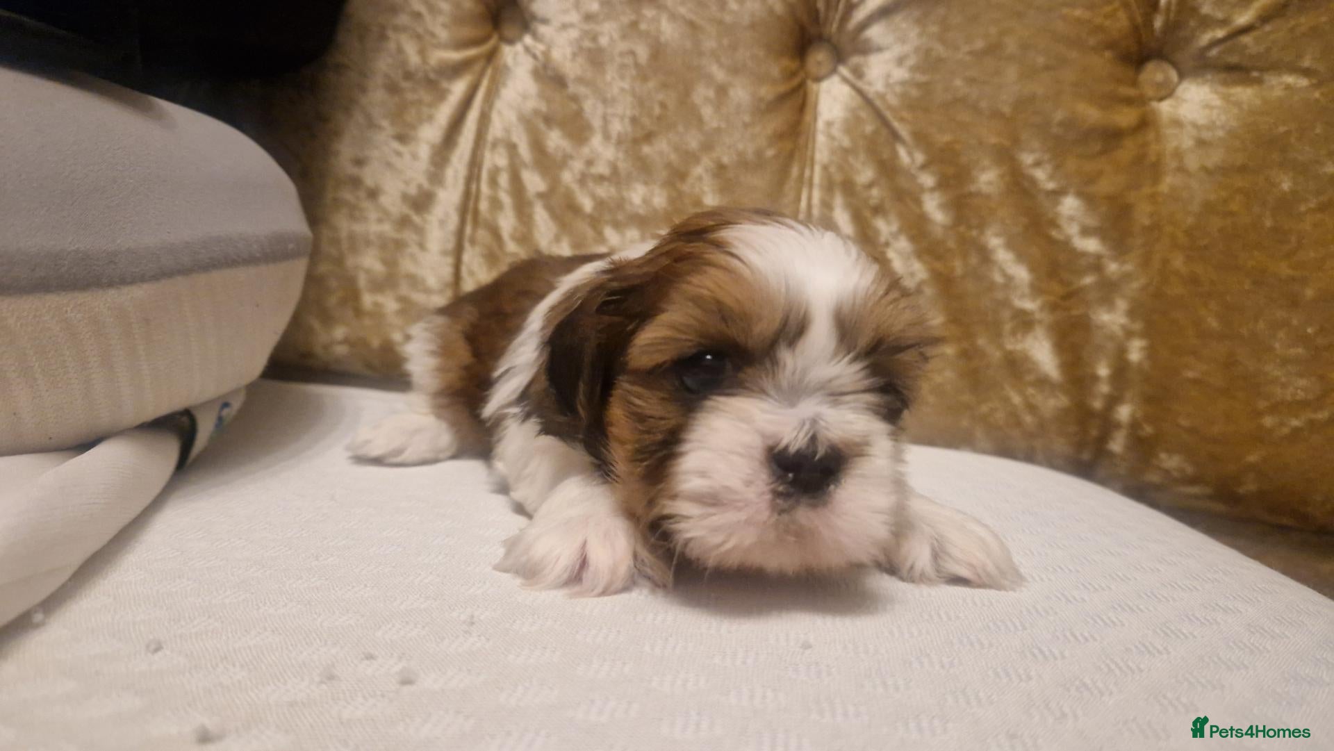 Shih Tzu dogs Adorable Imperial Shih Tzu Puppy Oreo 🖤🤍  - Advert 1