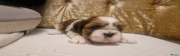 Shih Tzu dogs for sale: Adorable Imperial Shih Tzu Puppy Oreo 🖤🤍  - Advert 1
