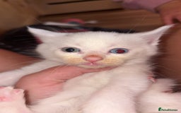 Domestic Shorthair cats for sale: 3 white kittens with blue eyes  - Image 2