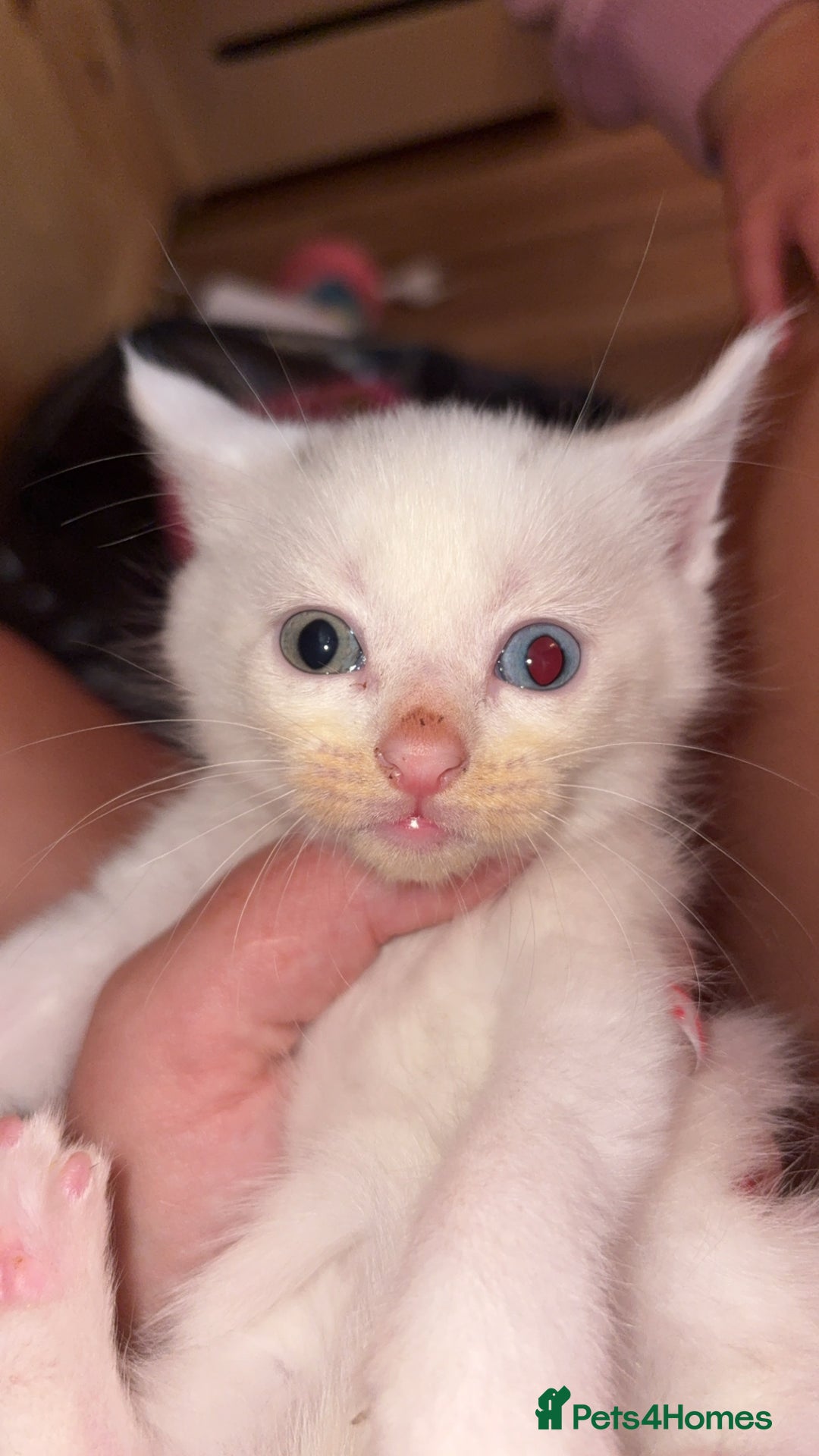 Domestic Shorthair cats for sale: 3 white kittens with blue eyes  - Image 2