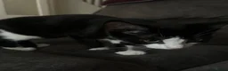 Domestic Shorthair cats for sale: 3 kittens  in Slough - Advert 8