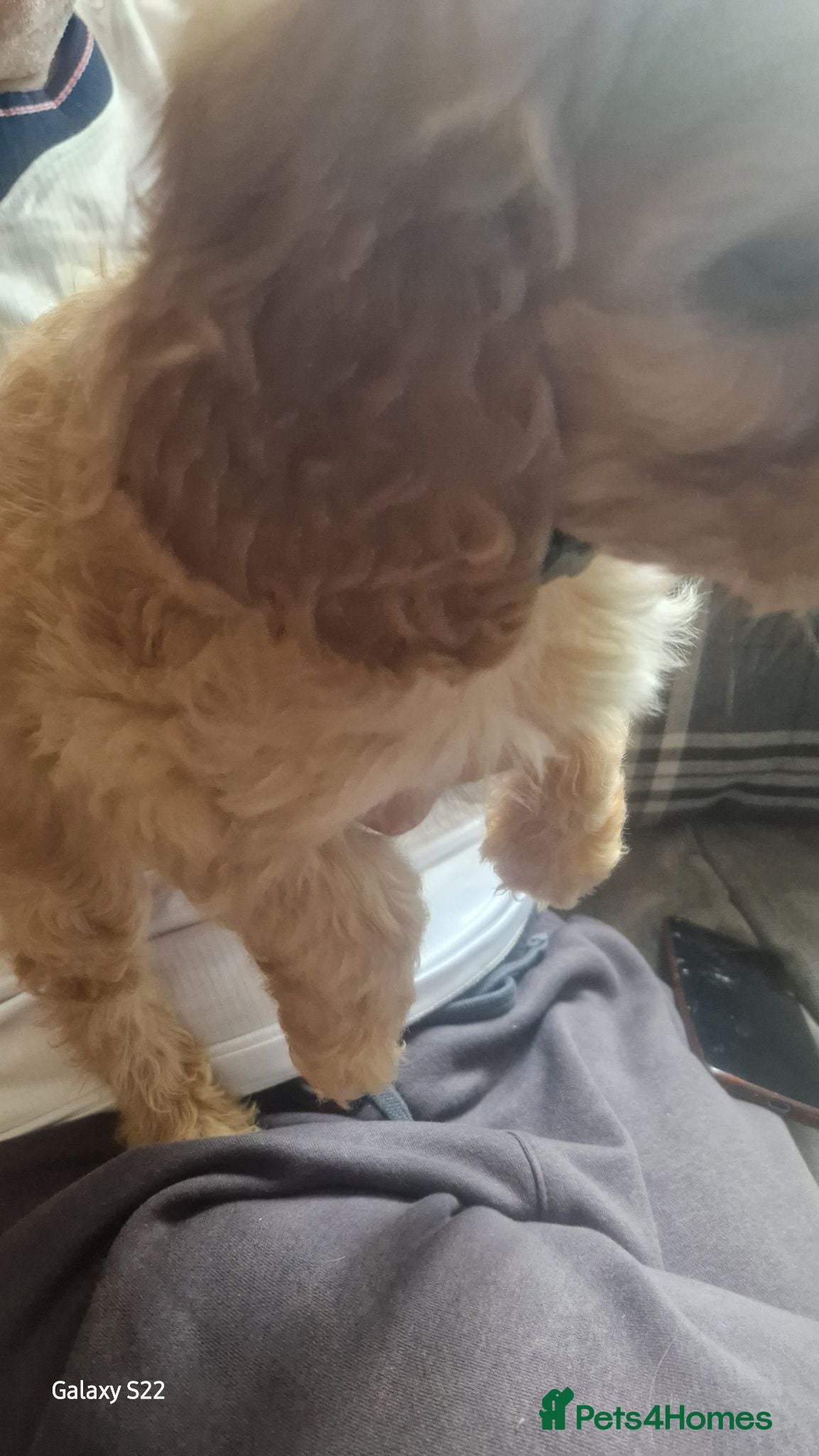Cockapoo dogs 2 boys available  - Advert 1