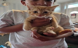 Domestic Shorthair cats for sale: 2 gorgeous ginger female kittens - Image 2