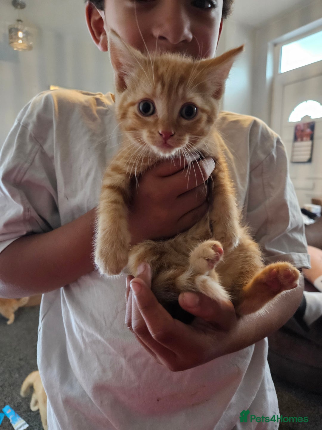 Domestic Shorthair cats for sale: 2 gorgeous ginger female kittens - Image 2