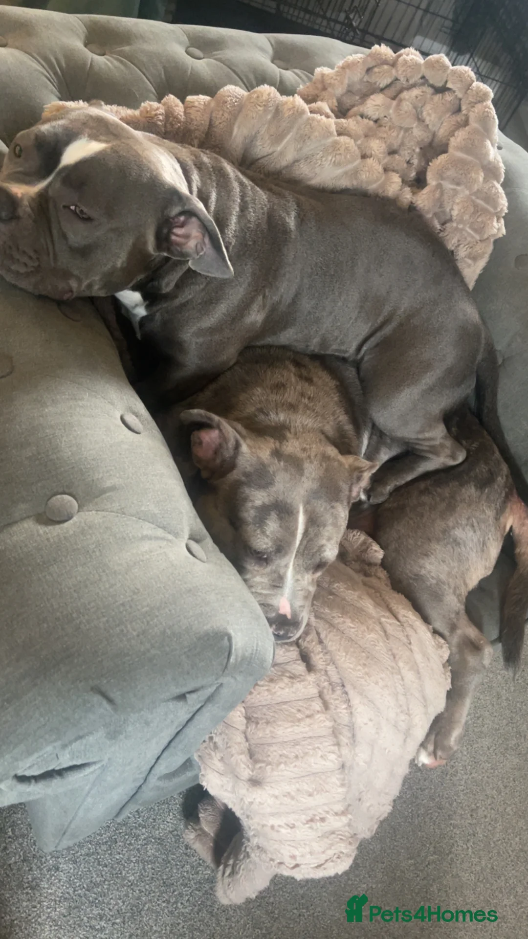 American Bully dogs for sale: X2 bully’s for sale  - Advert 1