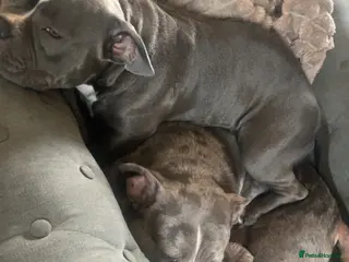 American Bully dogs X2 bully’s for sale - Advert 1