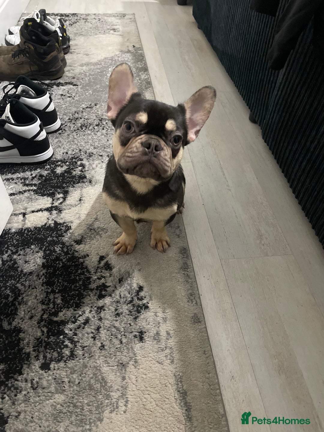 French Bulldog dogs for sale: ‼️💙Blue The Frenchie💙‼️ - Advert 5