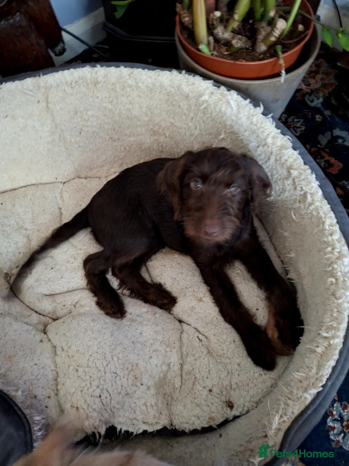 Labradoodle dogs FI LABRADOODLES MUST GO NOW - Advert 2