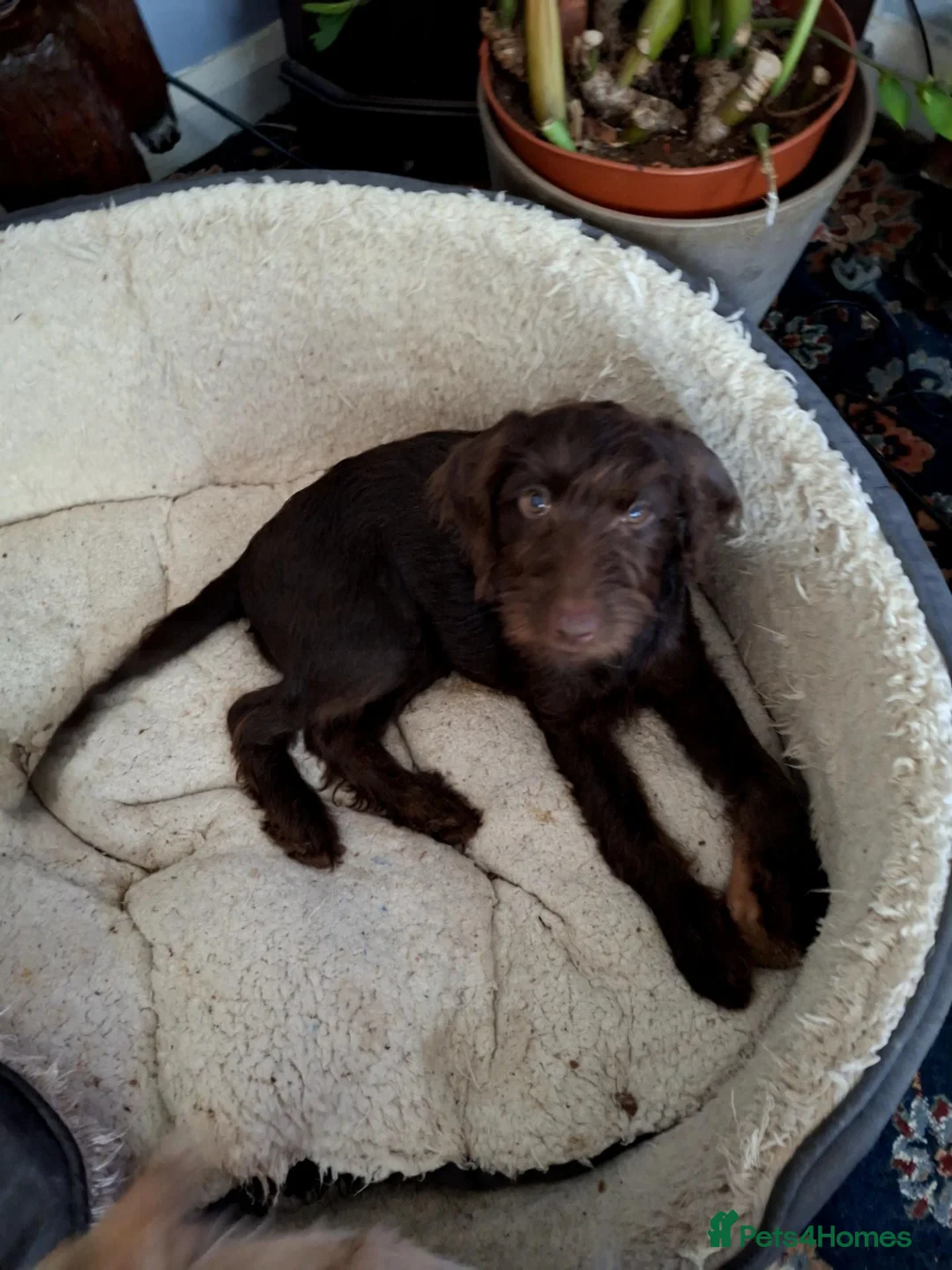 Labradoodle dogs for sale: FI LABRADOODLES MUST GO NOW - Advert 2