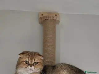 Scottish Fold cats TICA Registered Retired Queen - Advert 1