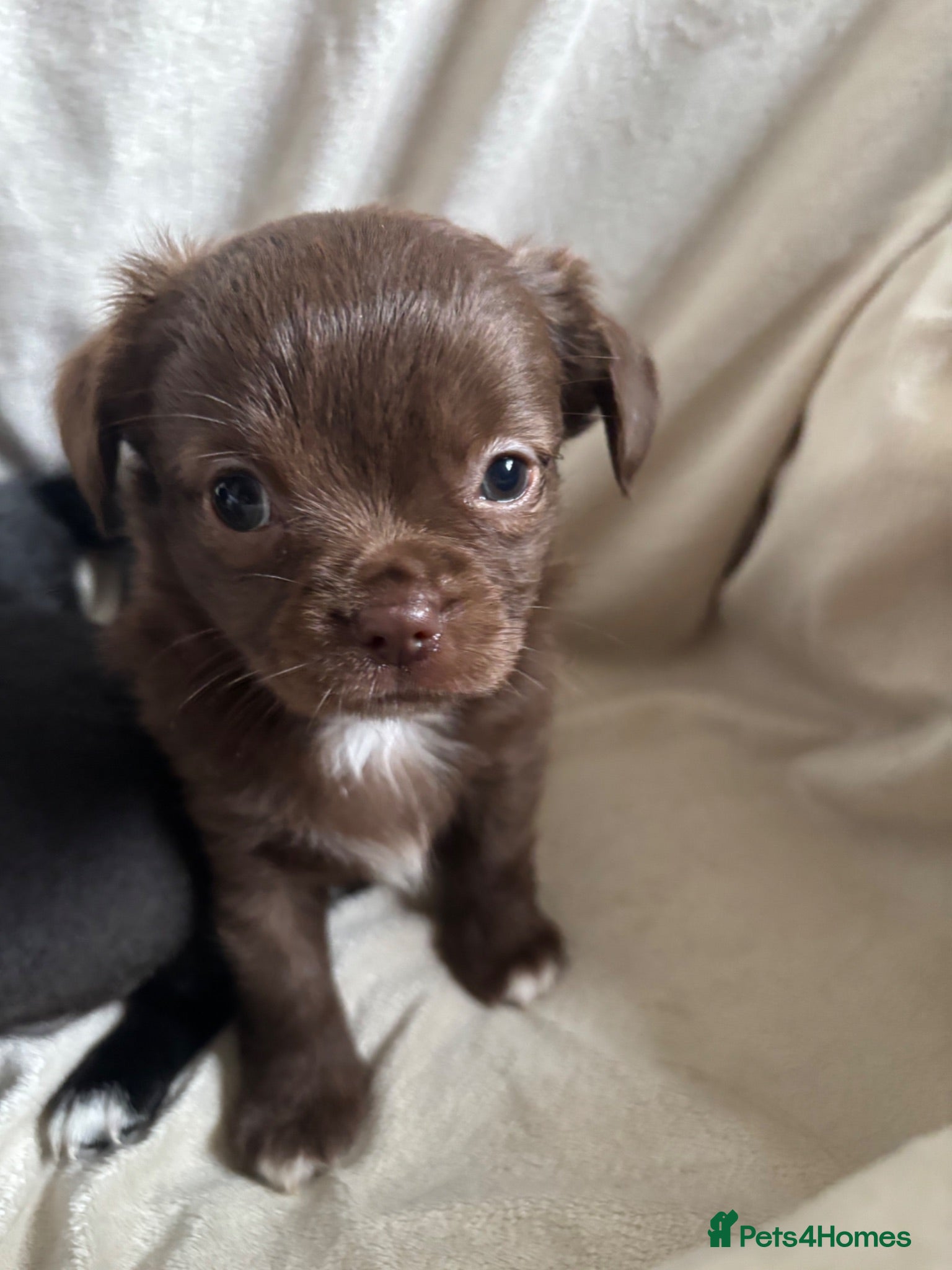 Chihuahua dogs Gorgeous chihuahua pups - Advert 1