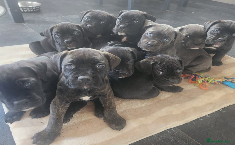 Cane Corso dogs - Advert 1