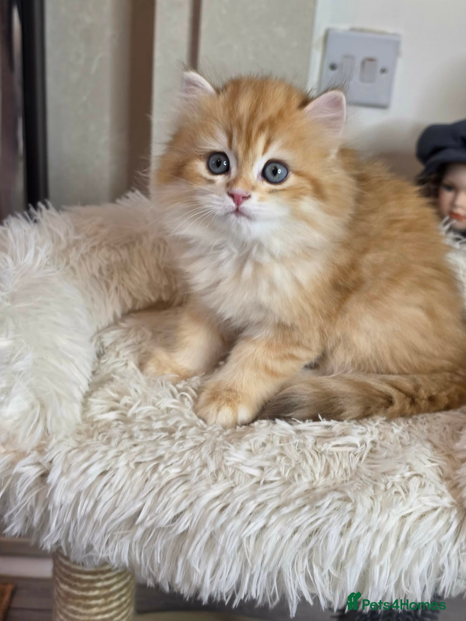 British Longhair cats for sale: British Longhair Kittens – Champion Lines ✨ - Advert 1